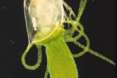 Hydra and Daphnia