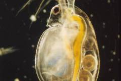Daphnia pulex